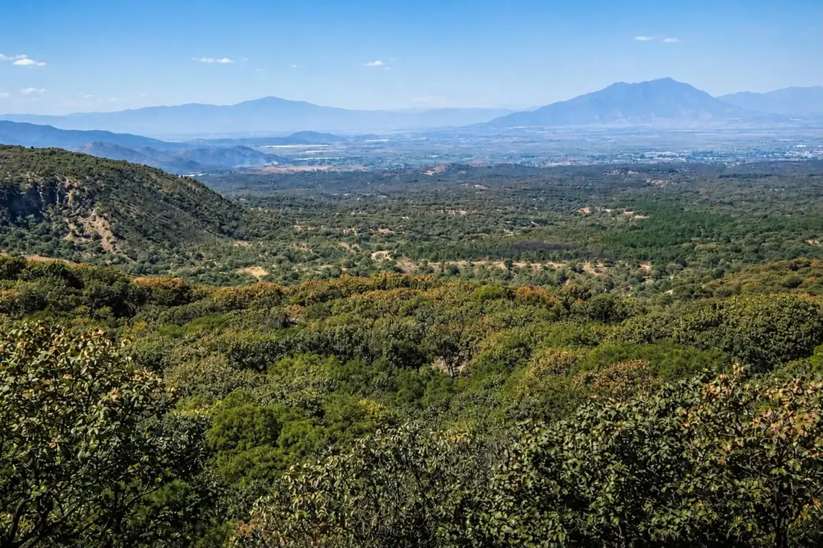 Personas plantan árboles durante una jornada de reforestación en una zona forestal de Jalisco.
