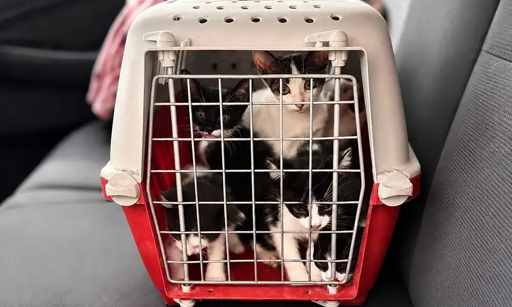 Perros y gatos rescatados por presunta crueldad animal en Tlajomulco