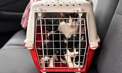 Perros y gatos rescatados por presunta crueldad animal en Tlajomulco