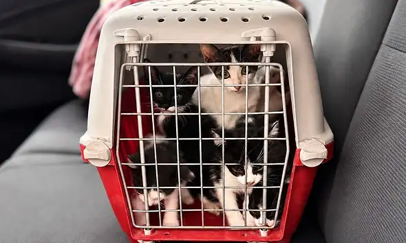 Perros y gatos rescatados por presunta crueldad animal en Tlajomulco