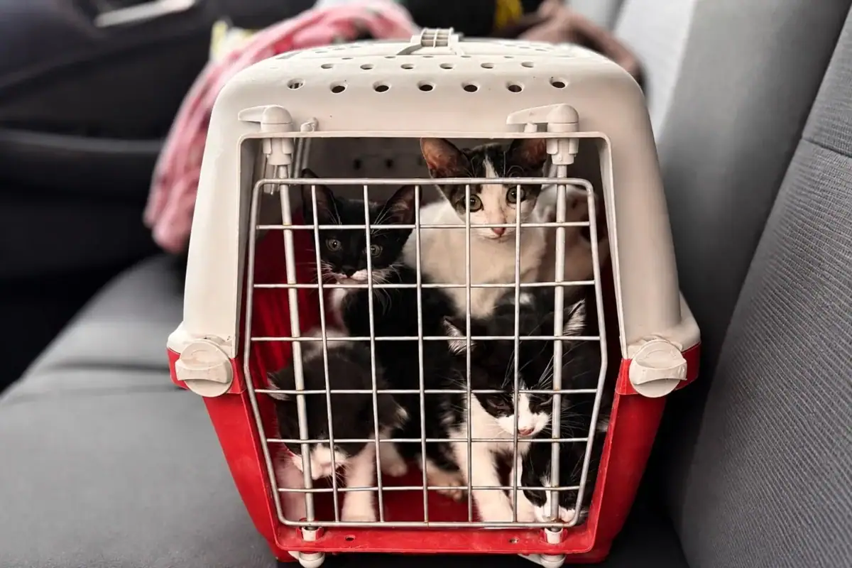 Perros y gatos rescatados por presunta crueldad animal en Tlajomulco
