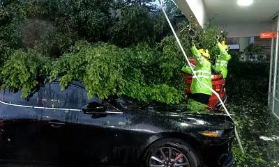 Árbol caído junto al Parque Revolución tras la tormenta en Guadalajara