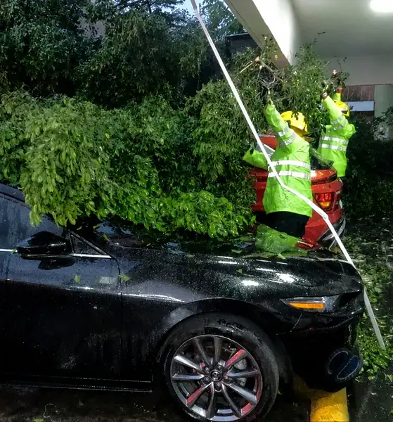 Árbol caído junto al Parque Revolución tras la tormenta en Guadalajara