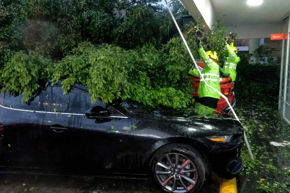 Árbol caído junto al Parque Revolución tras la tormenta en Guadalajara
