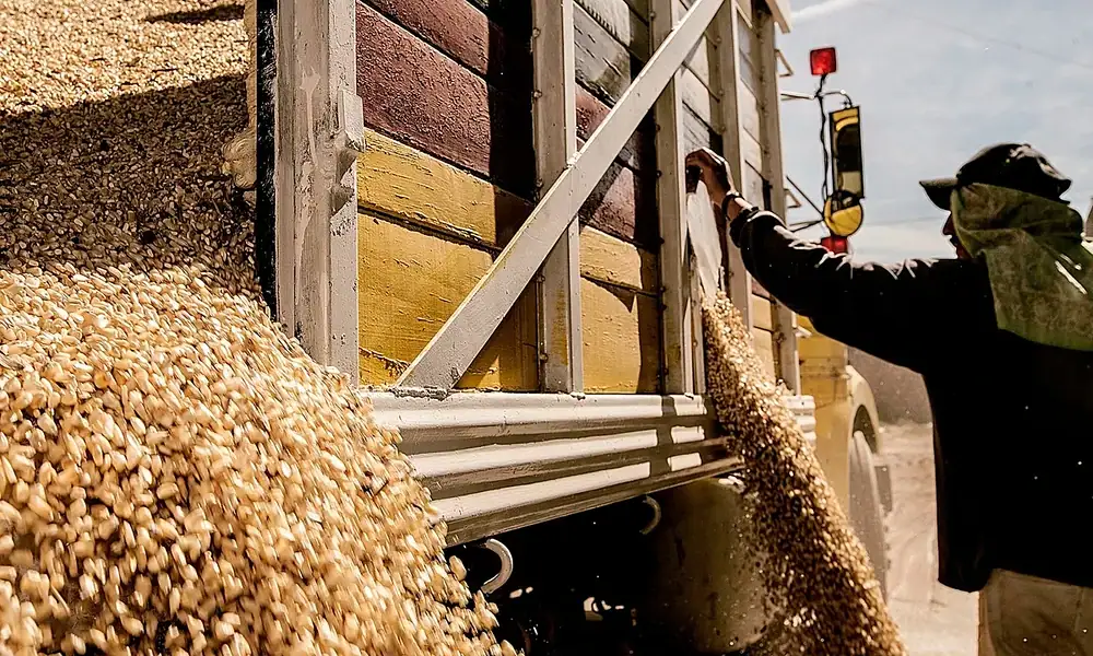 Productores de maíz blanco de Jalisco durante el ciclo agrícola Primavera-Verano 2026