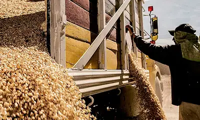 Productores de maíz blanco de Jalisco durante el ciclo agrícola Primavera-Verano 2026