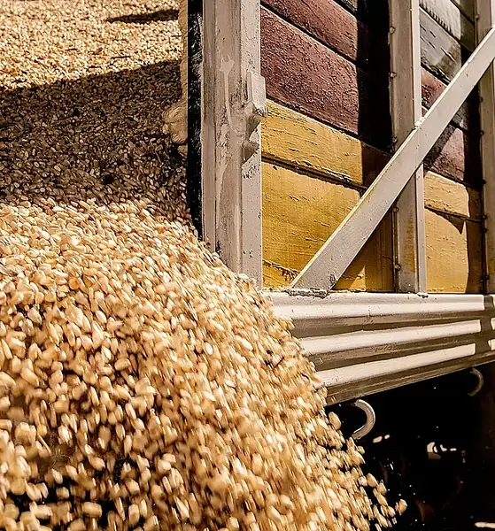 Productores de maíz blanco de Jalisco durante el ciclo agrícola Primavera-Verano 2026