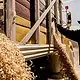 Productores de maíz blanco de Jalisco durante el ciclo agrícola Primavera-Verano 2026
