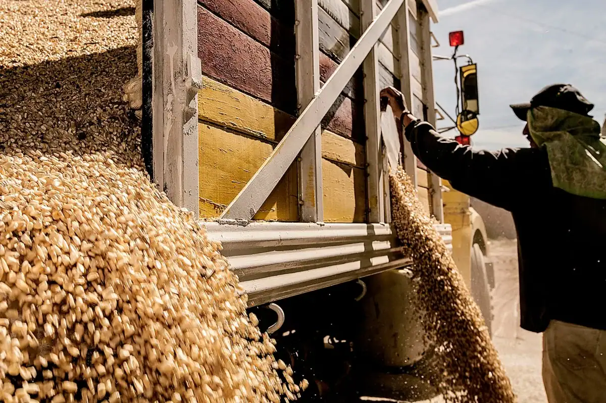 Productores de maíz blanco de Jalisco durante el ciclo agrícola Primavera-Verano 2026