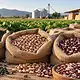 Claudia Sheinbaum presenta los apoyos federales para el campo