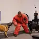 Binomio del Escuadrón Táctico Canino de Zapopan durante el 30 aniversario de la unidad