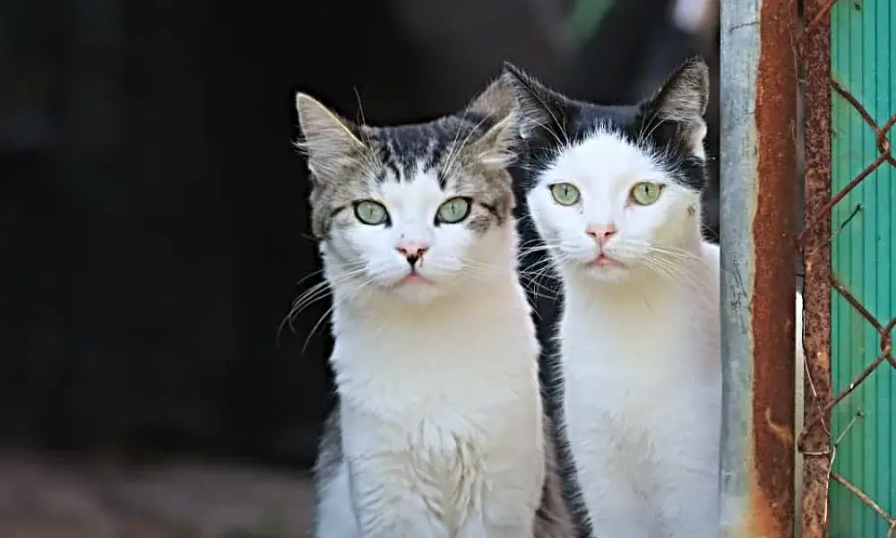 Perros y gatos disponibles para adopción en Tlaquepaque