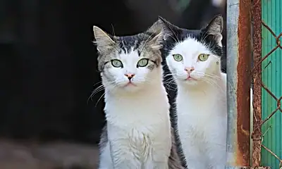 Perros y gatos disponibles para adopción en Tlaquepaque