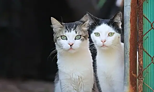 Perros y gatos disponibles para adopción en Tlaquepaque