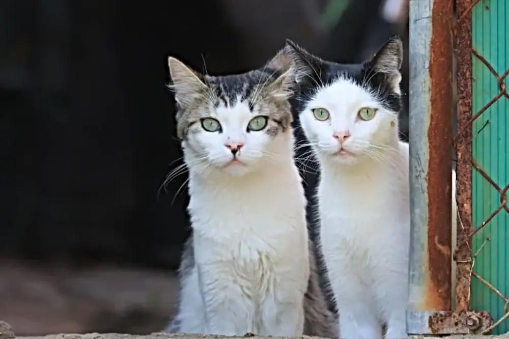 Perros y gatos disponibles para adopción en Tlaquepaque