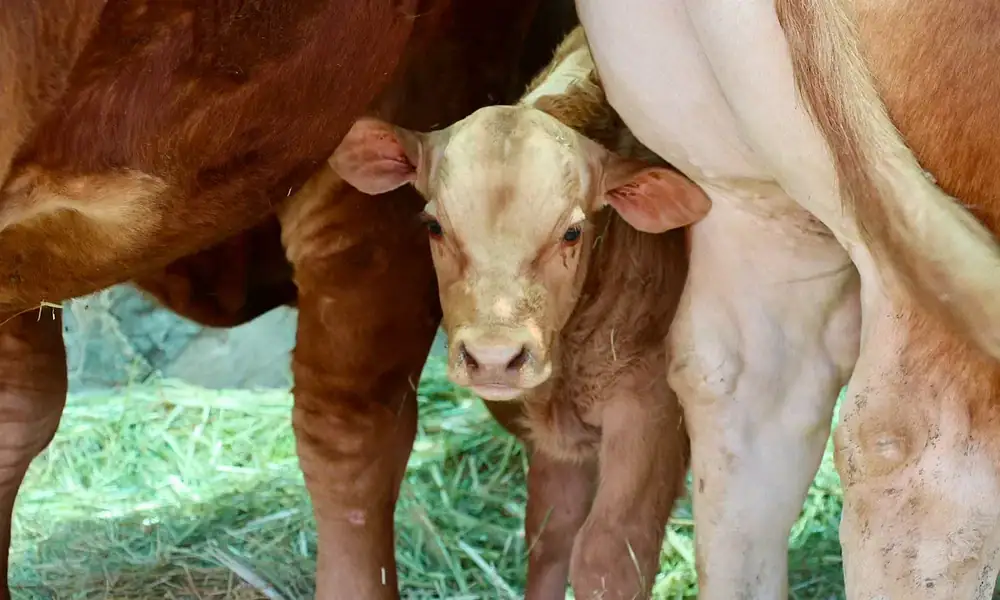 Inspección de establecimiento con productos de origen animal en Tlajomulco
