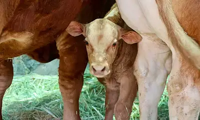 Inspección de establecimiento con productos de origen animal en Tlajomulco