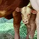 Inspección de establecimiento con productos de origen animal en Tlajomulco
