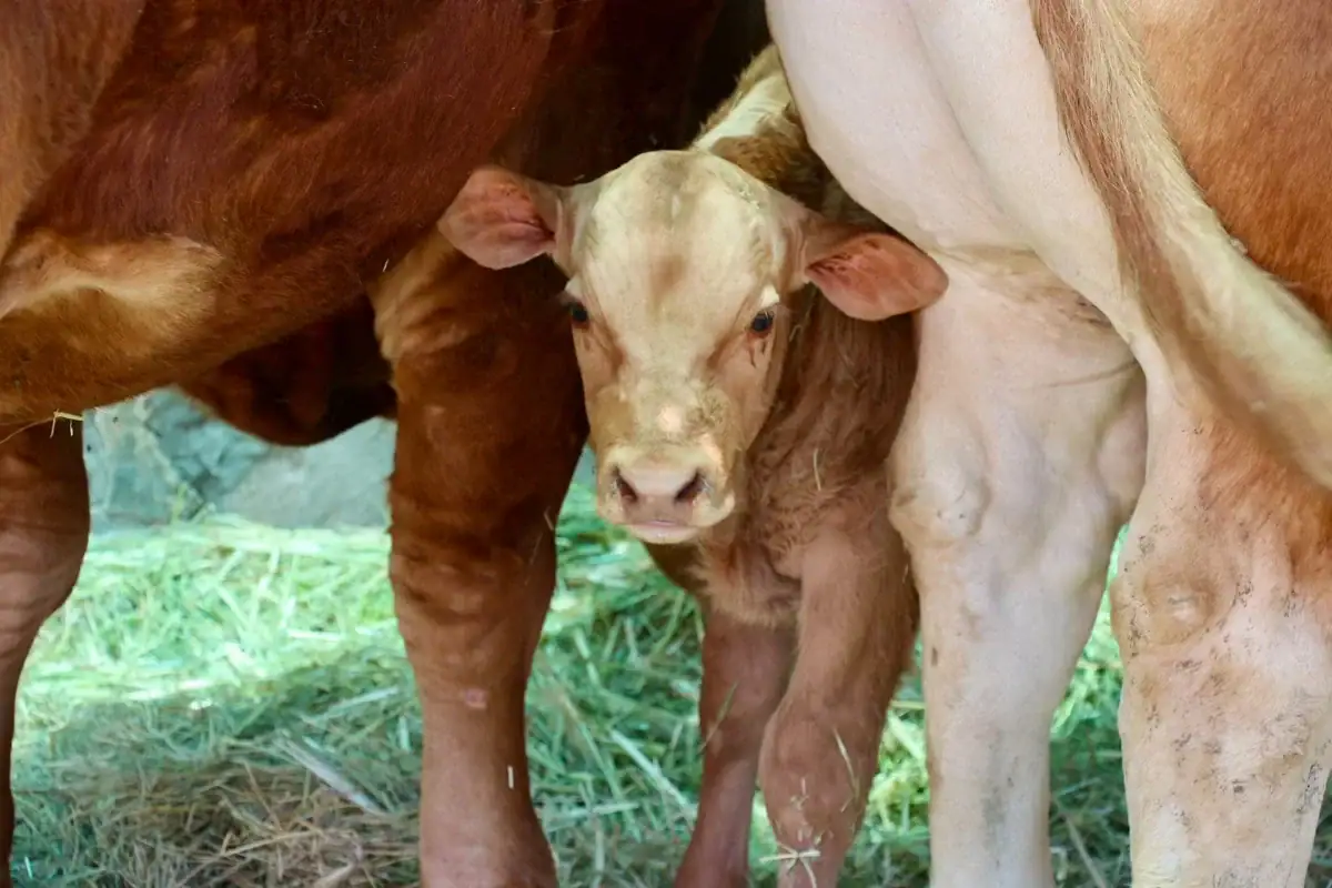 Inspección de establecimiento con productos de origen animal en Tlajomulco