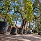 Participantes aprenden técnicas de cuidado y conservación del arbolado urbano en Guadalajara.