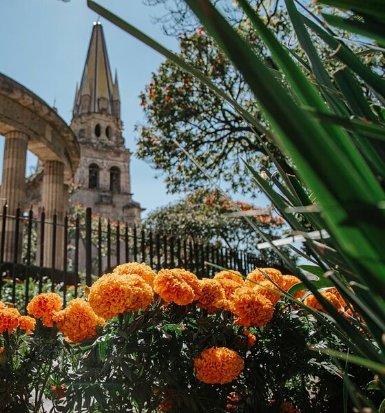 Flores de cempasúchil en un espacio público de Guadalajara por el Día de Muertos.