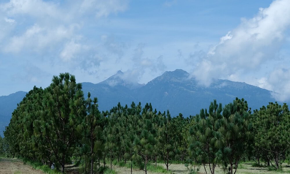 Participantes de una jornada de reforestación plantan árboles de especies nativas en una zona forestal de Jalisco.