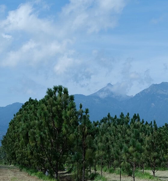 Participantes de una jornada de reforestación plantan árboles de especies nativas en una zona forestal de Jalisco.