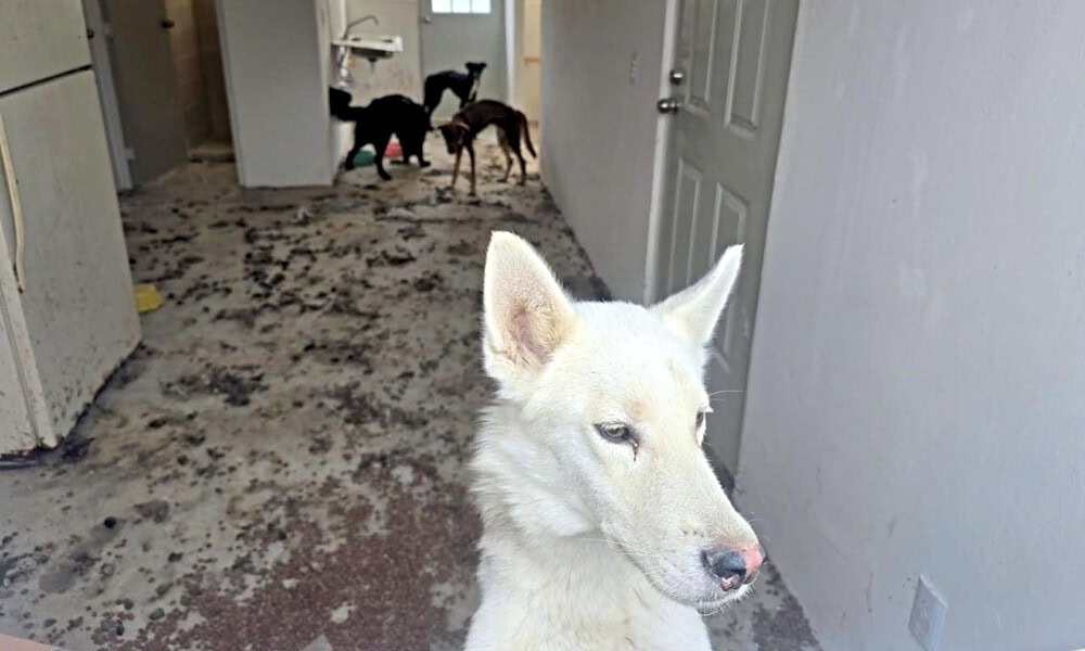 Rescate de cuatro perros en situación de abandono en Lomas del Mirador, Tlajomulco.