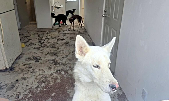 Rescate de cuatro perros en situación de abandono en Lomas del Mirador, Tlajomulco.