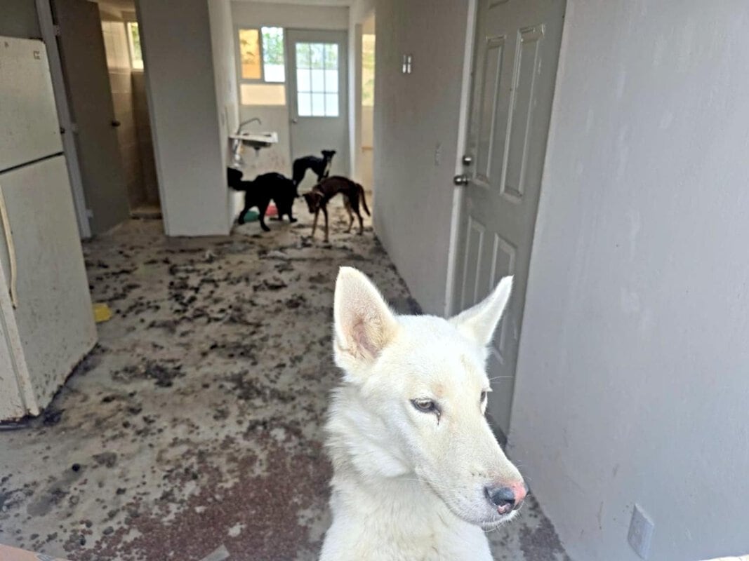 Rescate de cuatro perros en situación de abandono en Lomas del Mirador, Tlajomulco.
